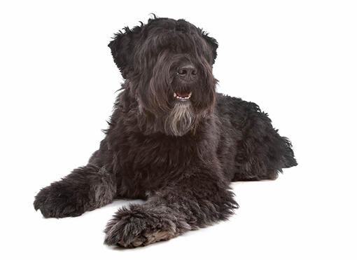 Bouvier brindle best sale